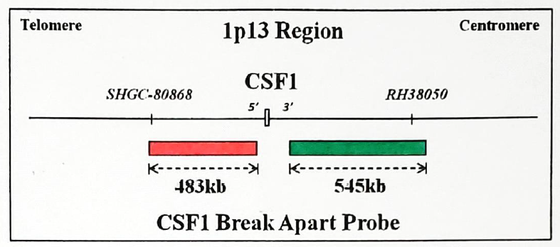 CSF1 break apart